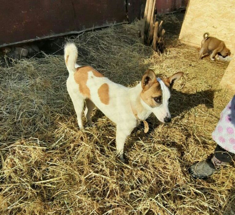 Собаки девочки в добрые руки.