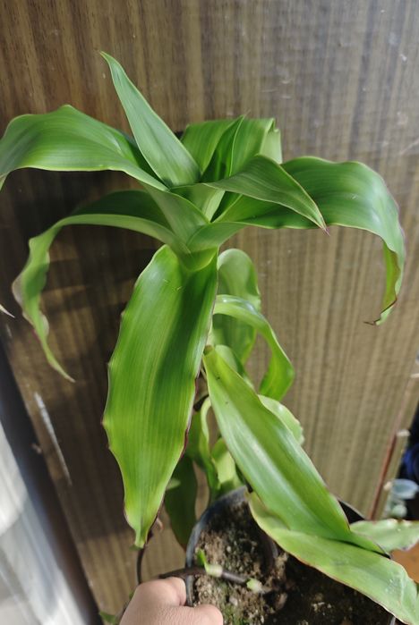 Комнатные  цветы