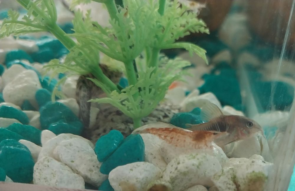 Креветки для аквариума