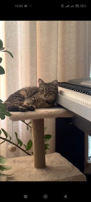 коТик ТиГрЯша 4 мес