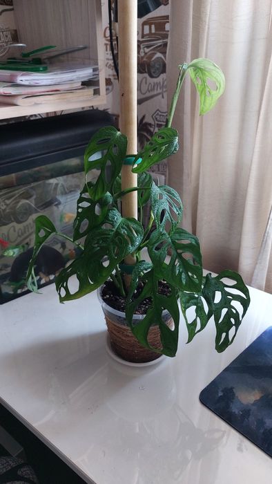 Монстера Адонсона-лиана