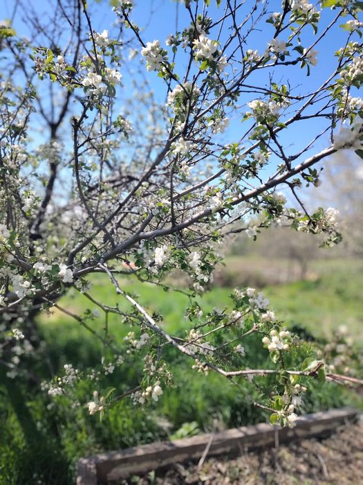 Продам дачу. Район Кривого озера.