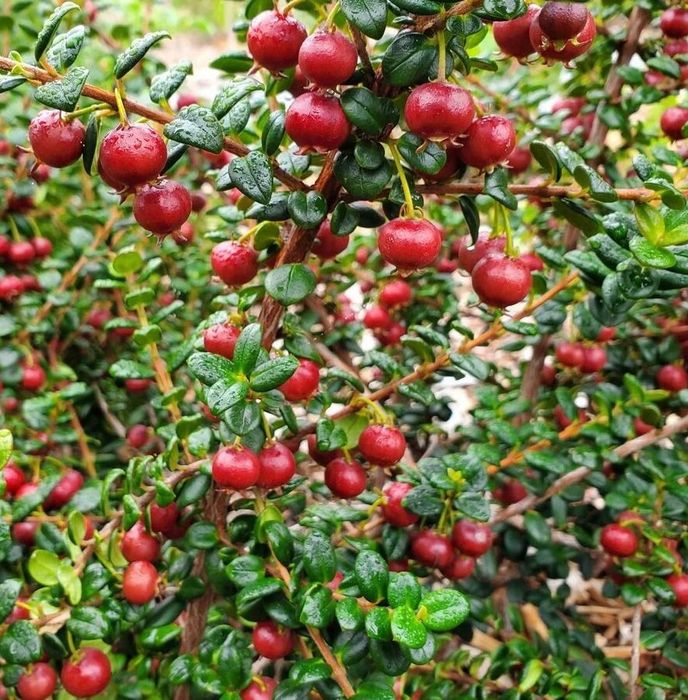 Ягодова мирта, чилийска гуава, Ugni molinae, растения плододаващи