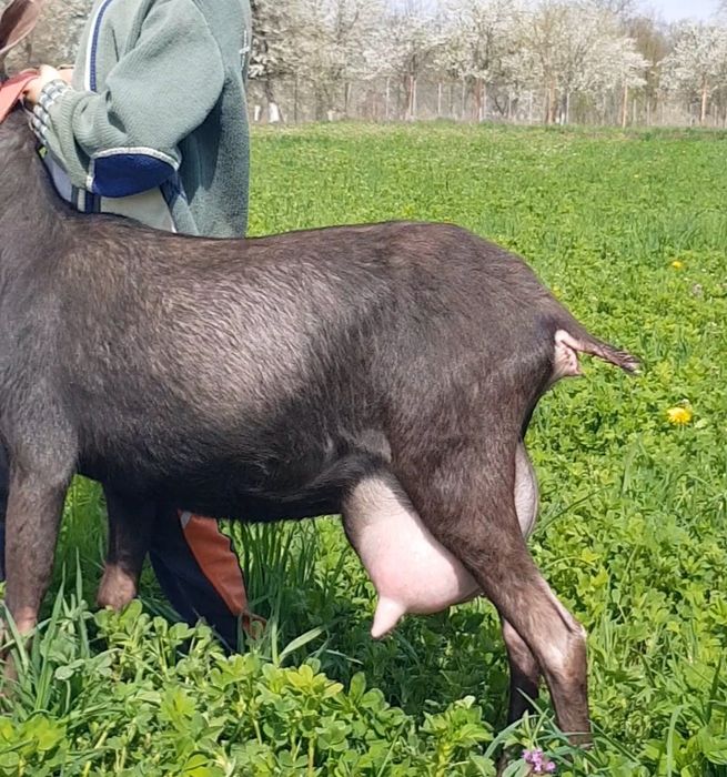 Murciano Granadina 2 capre și un țap.