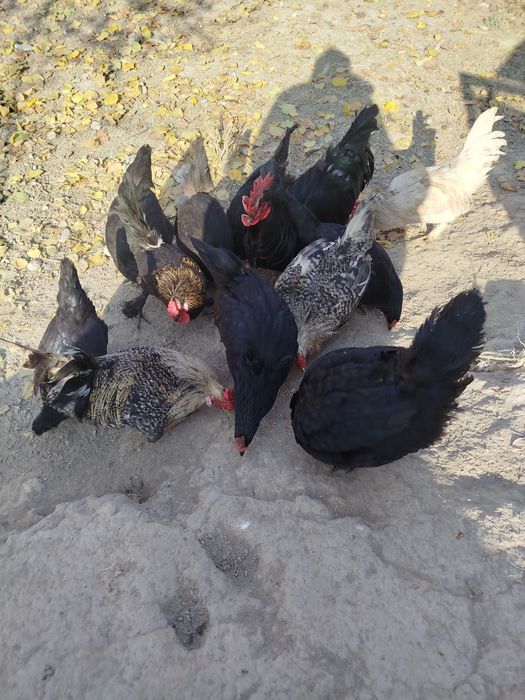 Qora shaxzoda va yaponcha sotiladi