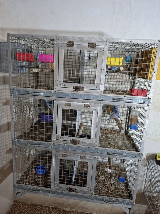 Volnistiy popugay 15 ta para