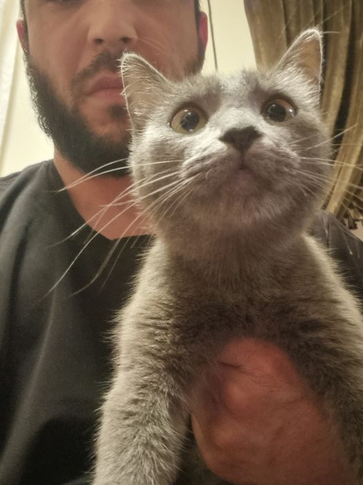 Parodali va bez paroda mushuk va mushukchalar