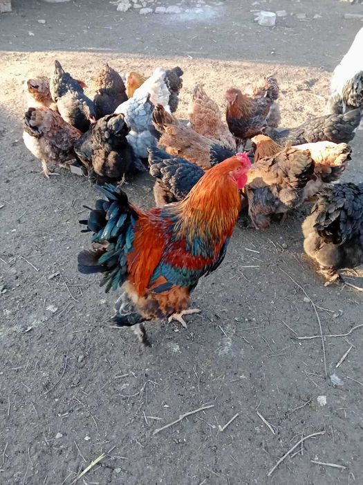 Продавам оплодени яйца от породата брама