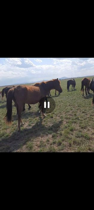 Биелер сатылады.