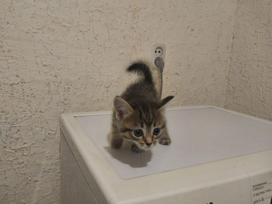 Отдам даром котят