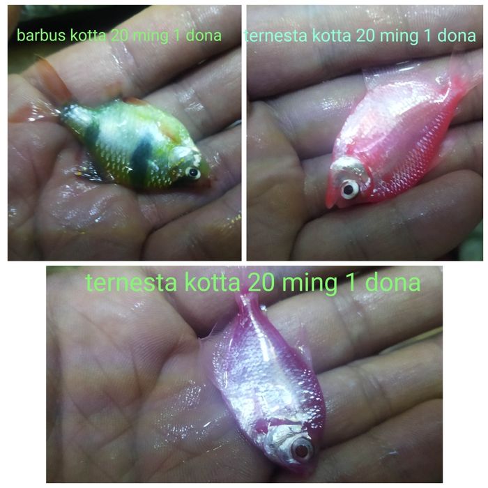 Baliqla soriladi 20 ming Dan 3 dona