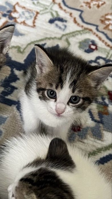 котенок пьет только молоко