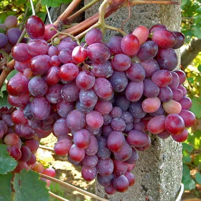 Vita De Vie DE Masa Soiuri Roze