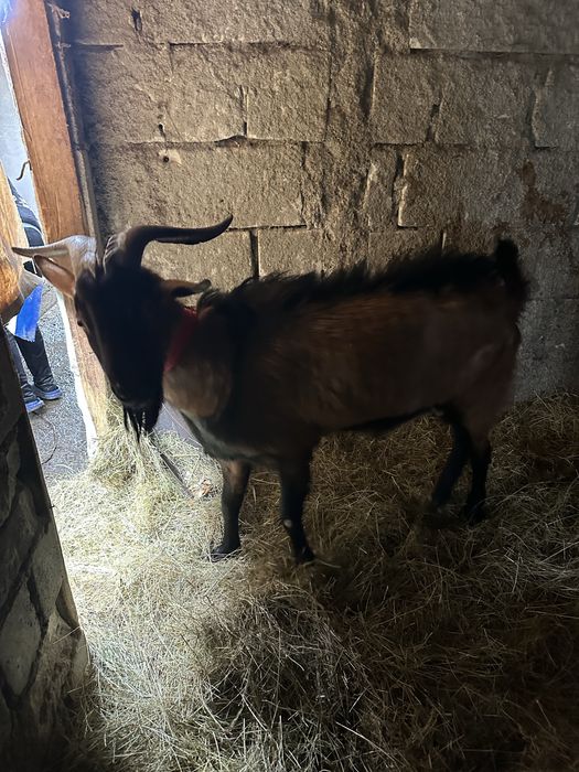 Tap Alpin Francez de vanzare