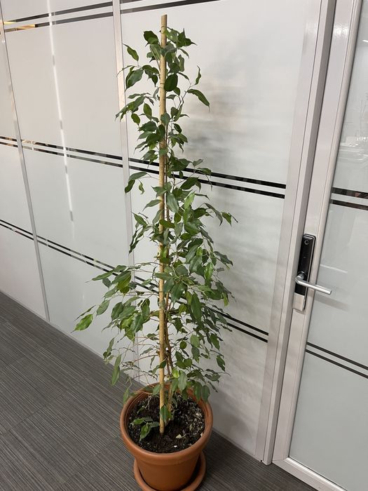 Фикус Бенджамина 1,5 метра