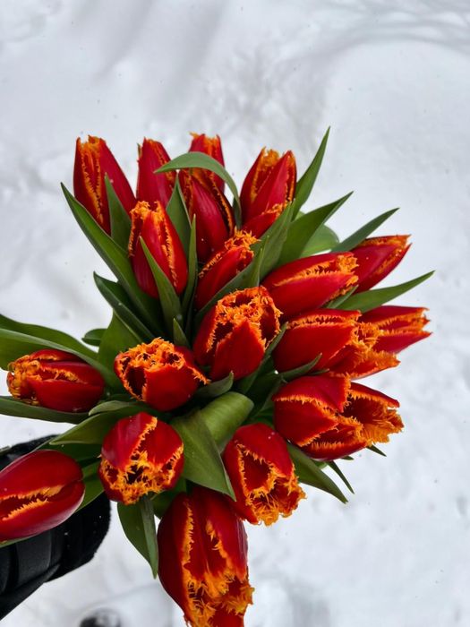 Тюльпаны на 8 марта