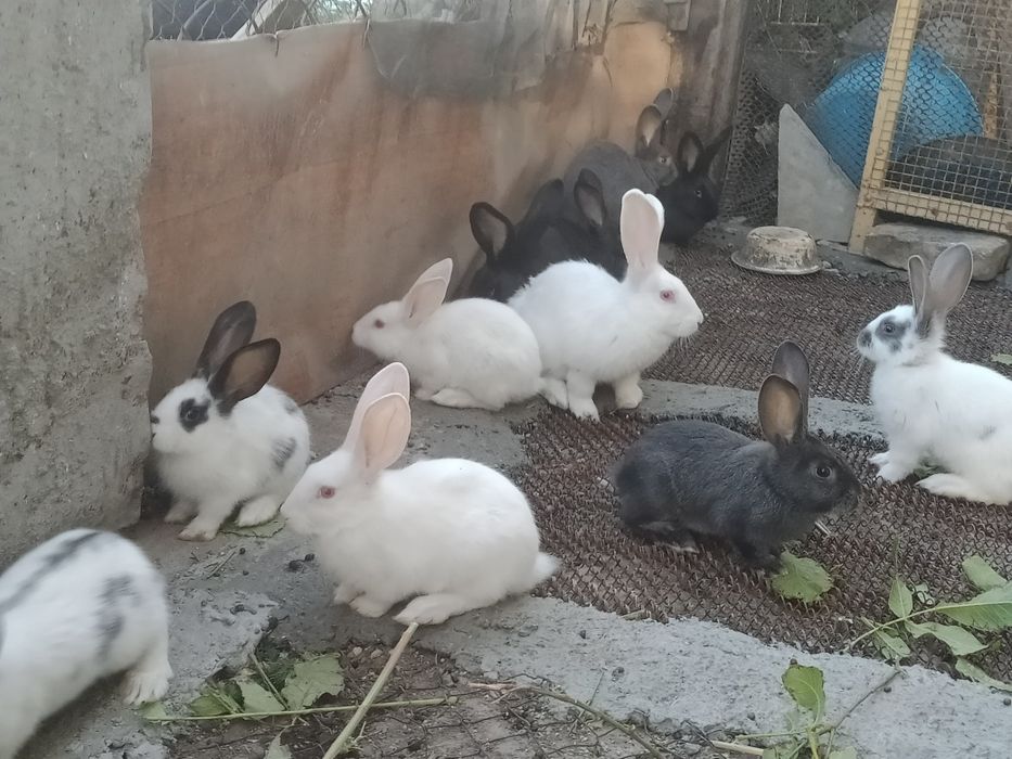 Кролик и петух.  .
