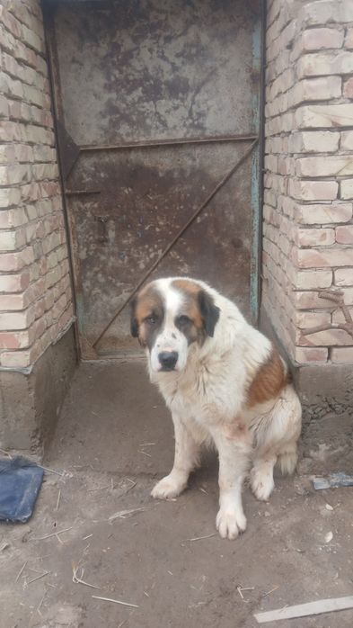 Алабай сатилади парода ит