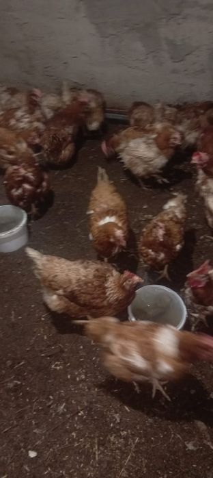 Продам Куры по 2000