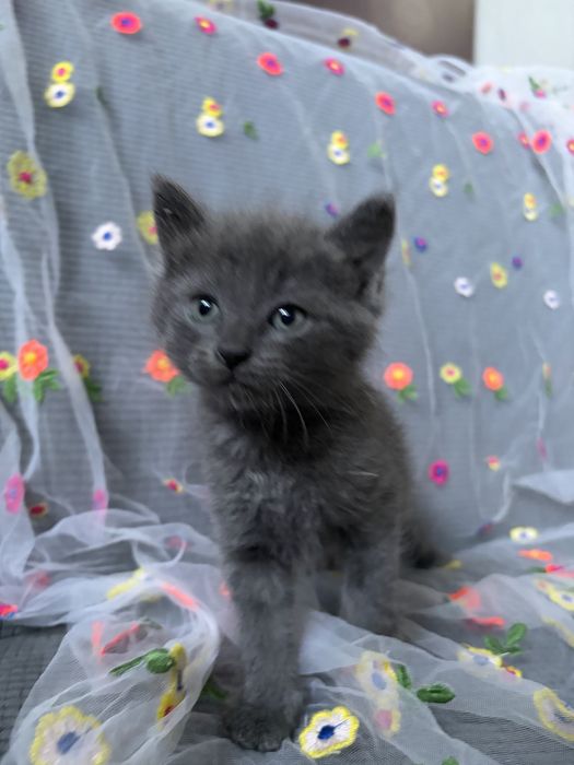 Котёнок ищет дом