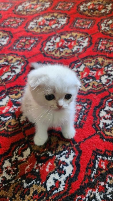 Продаётся шотландский фолд котёнок.