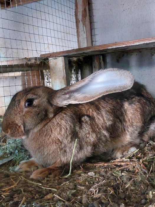 kalifornia quyonlari