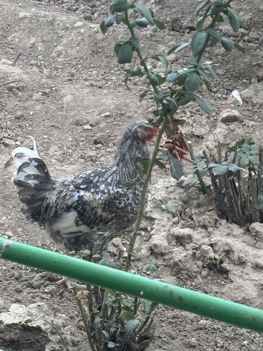 Продам курицу и петуха