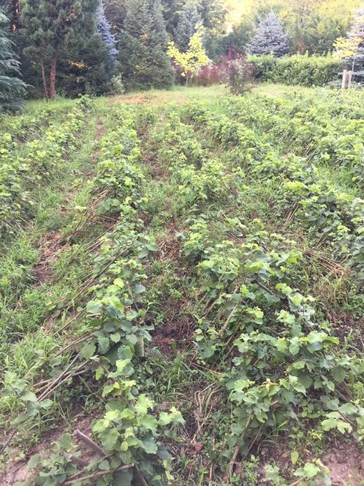 Разсадник дръвчета лешник ,разсад фиданки лешници -биосертификат