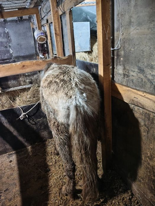 Лошадь. Продам байталку.