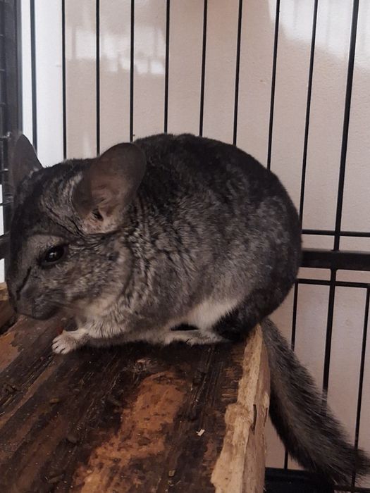 Vând familie chinchilla