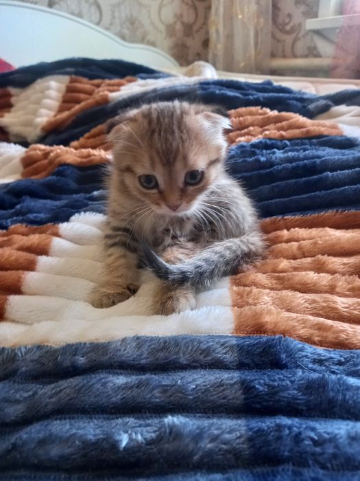 Котята вислоухие