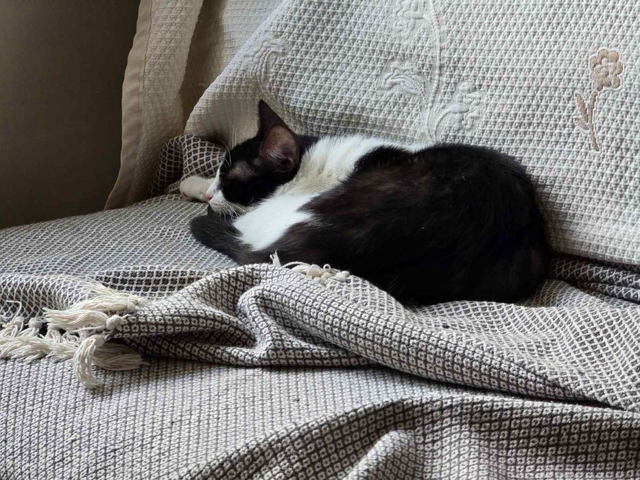 Женско коте на 9 месеца търси дом