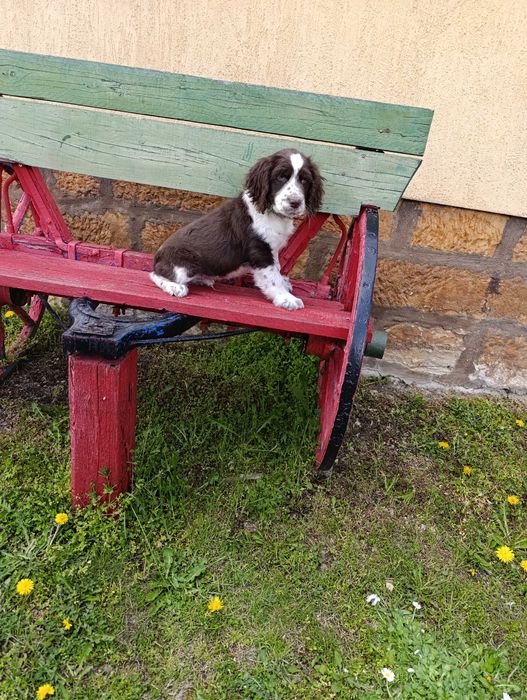 ШПРИНГЕР шпанол мъжко