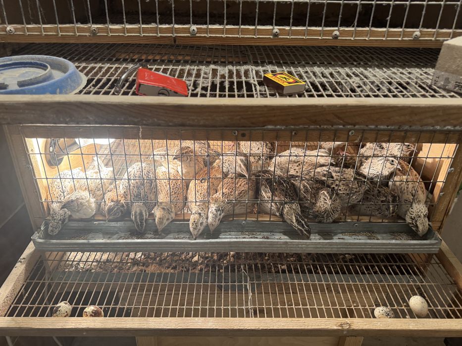 Бөдене сатлады 25 шт туып тур