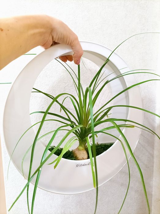 Терариум за плот