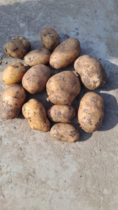 Cartof consum ambalat la plase de 10,15 sau 25 kg