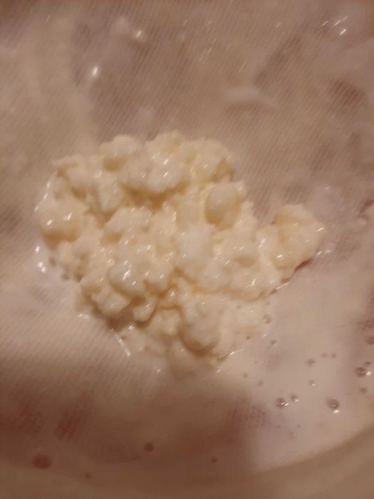 Ciuperca kefir tibetana ciuperca lapte