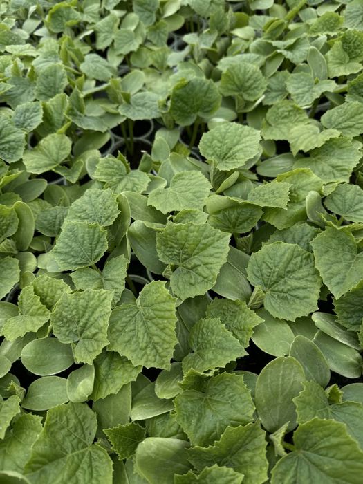 Разсад домати ранни- директно от производител!