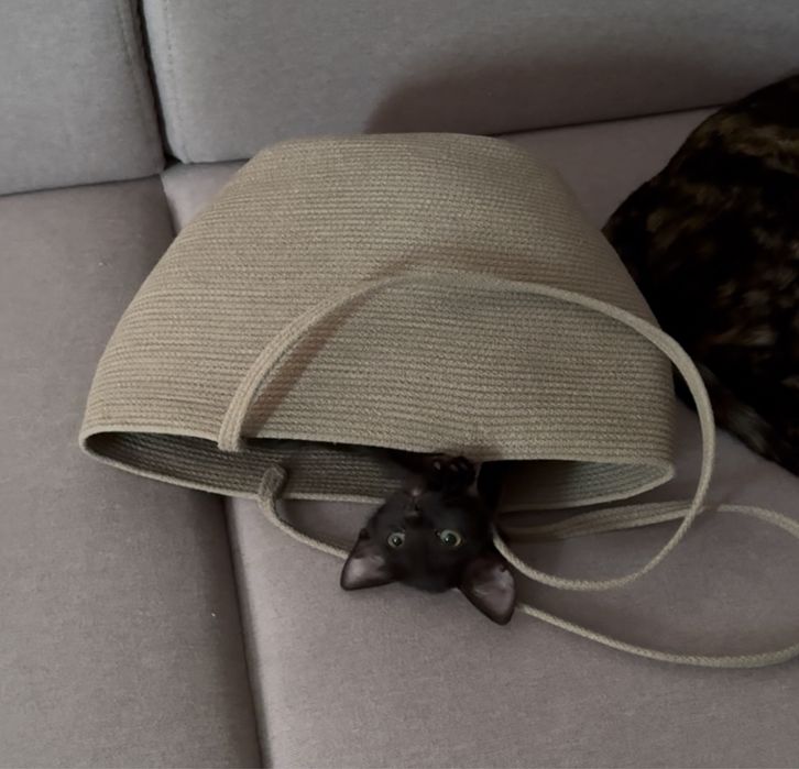 котенок ищет семью