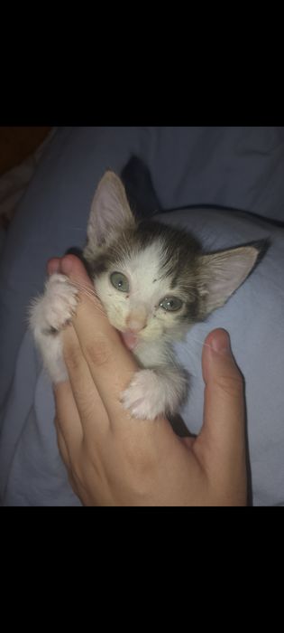 Отдам котёнка в добрые руки