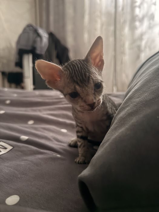 Продам кошечку сфинкс