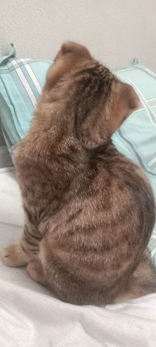 Отдам кошку в добрые руке