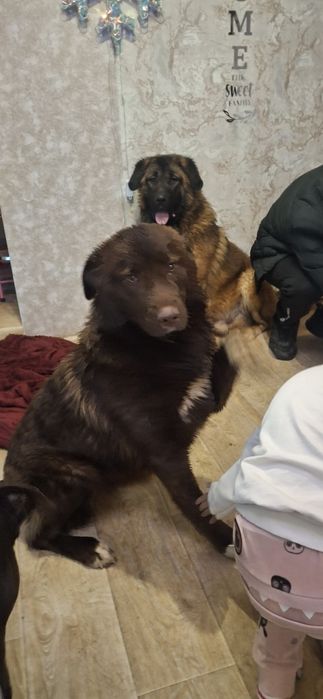 Каракачански кучета (мъжко и женско) на 12м.