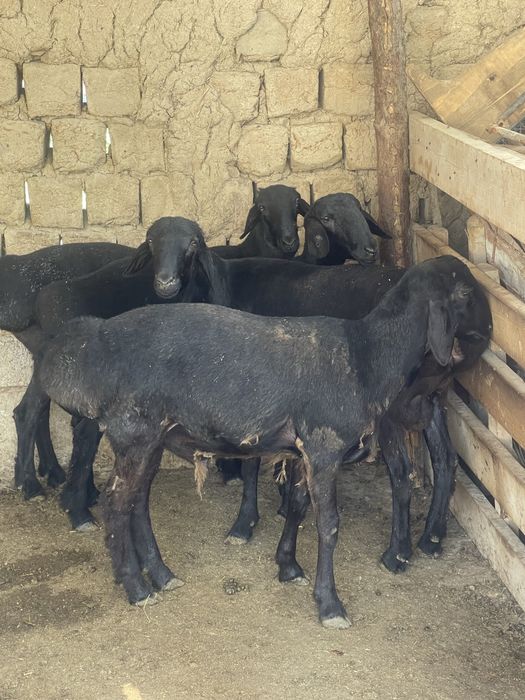 35 кг дан 45 кг гача кучкорла сотилади . Куй , кучкор , qoy , qochqor