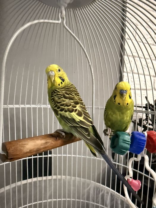 Волнистые попугайчики самец и самка