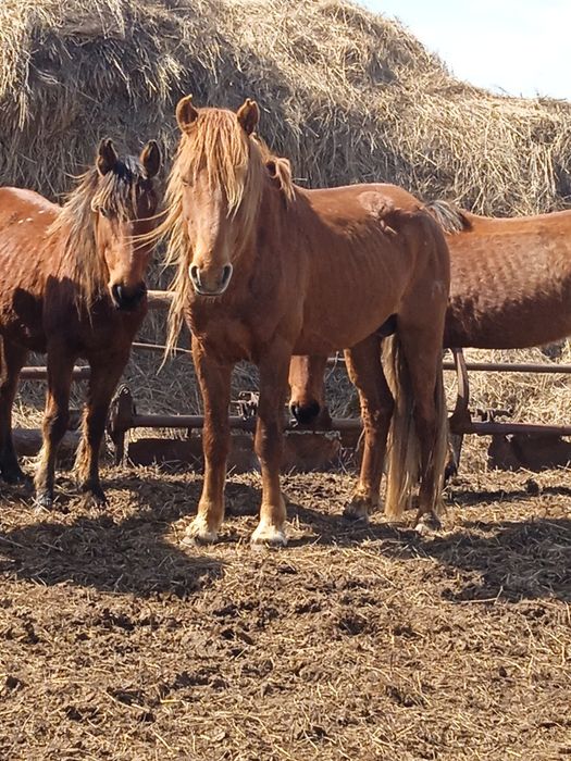 Продам 5 летнего жеребца