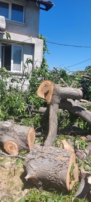 Орехов материал на трупи