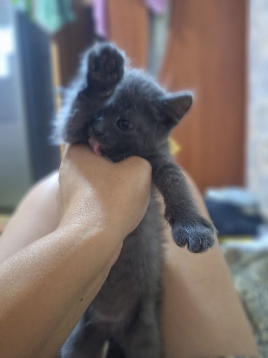 Ласковый игривый котенок