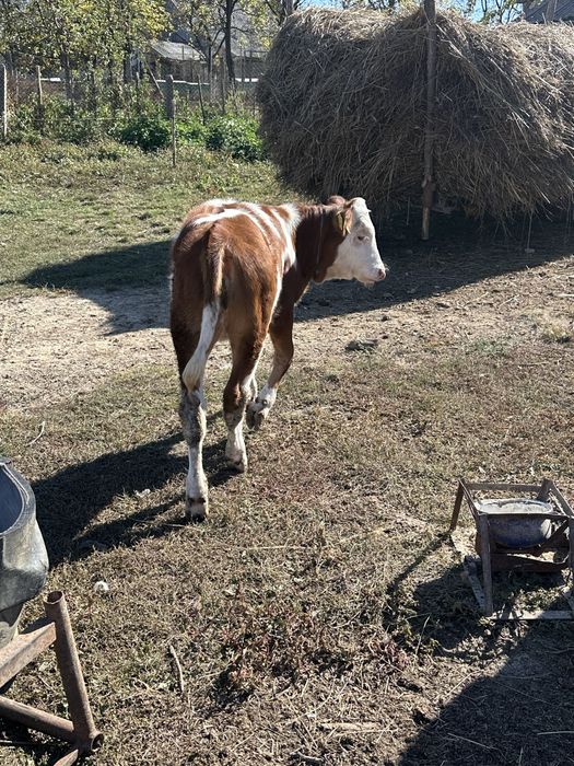 Vitea de vânzare