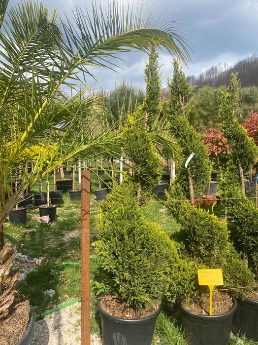 Plante Ornamentale pentru Case si Vile